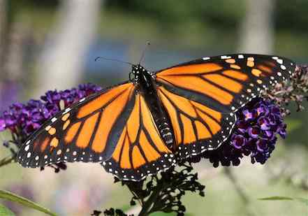 monarch-butterfly-with-wings-outspread
